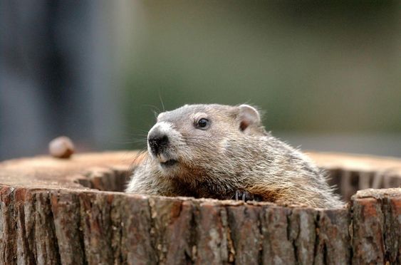 How to Get Rid of a Groundhog