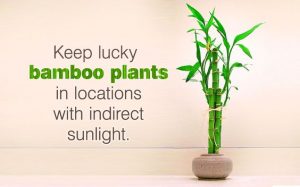How to Care for a Bamboo Plant