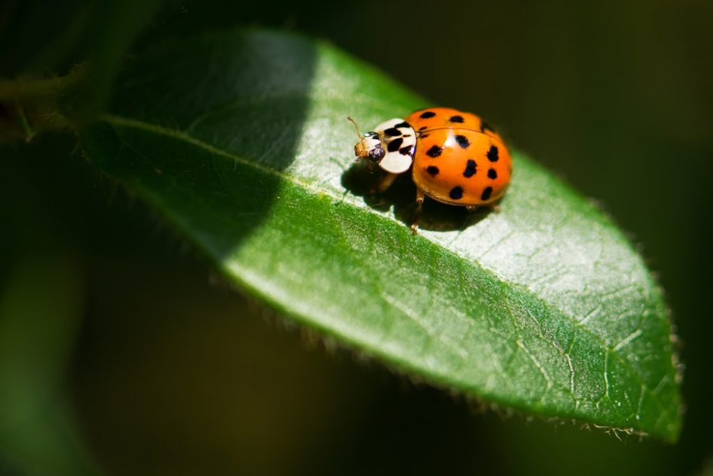What do Ladybugs eat
