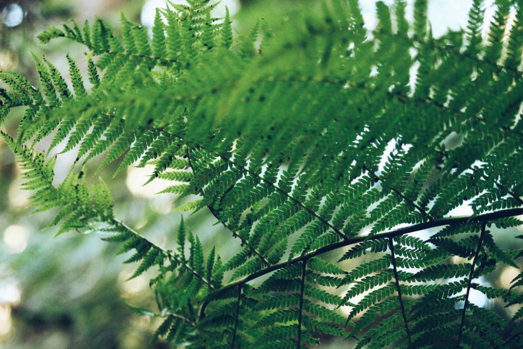 different types of ferns