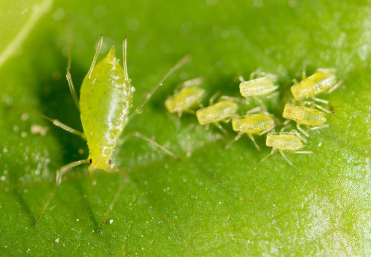 Does Neem Oil Kill Aphids