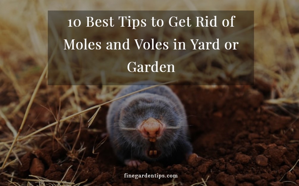 Get Rid of Moles and Voles