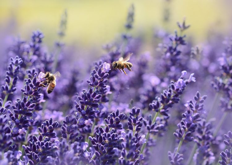 Does Lavender Attract Bees